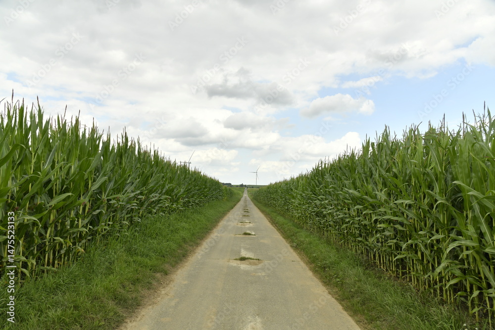 Fototapeta premium Route secondaire de campagne entre les plantation de maïs à Hellebecq (Silly) 