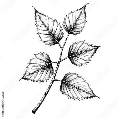 Black and white illustration of a deciduous nettle branch