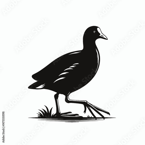 vector silhouette of a moorhen with its distinct head shield, walking pose, white background