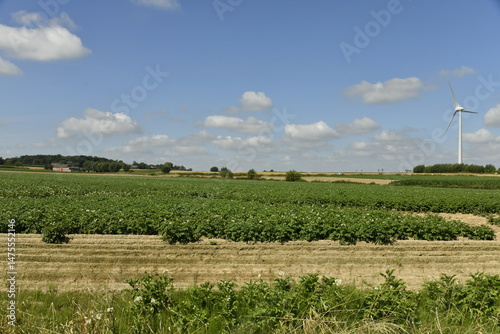 Terrain dénudé entre les zones de plantation de maïs à Ghislenghien (Ath) 