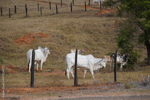 Vacas e Boi no pasto