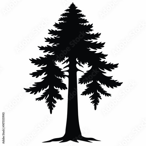 Tall evergreen tree silhouette with detailed branches and a strong, prominent trunk shown