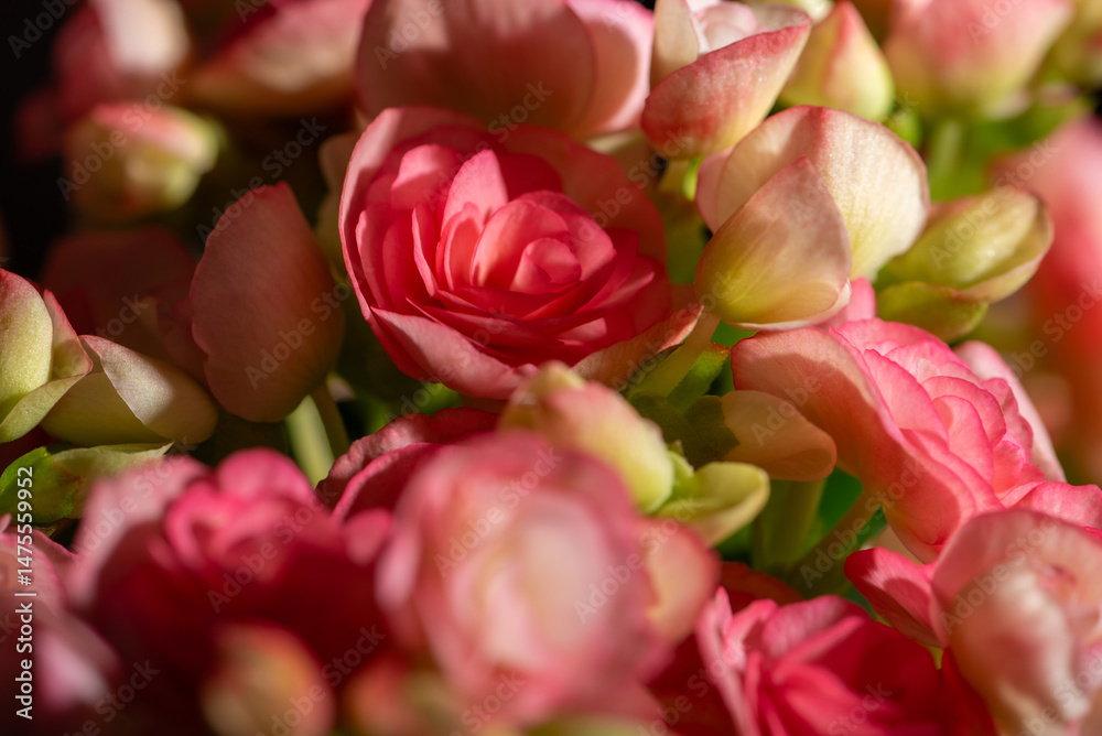 Flowers, beautiful and rich details of beautiful flowers, selective focus.