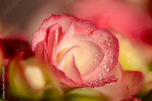Flowers, beautiful and rich details of beautiful flowers, selective focus.