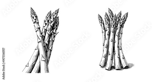Close-up view of fresh asparagus spears on a white background  