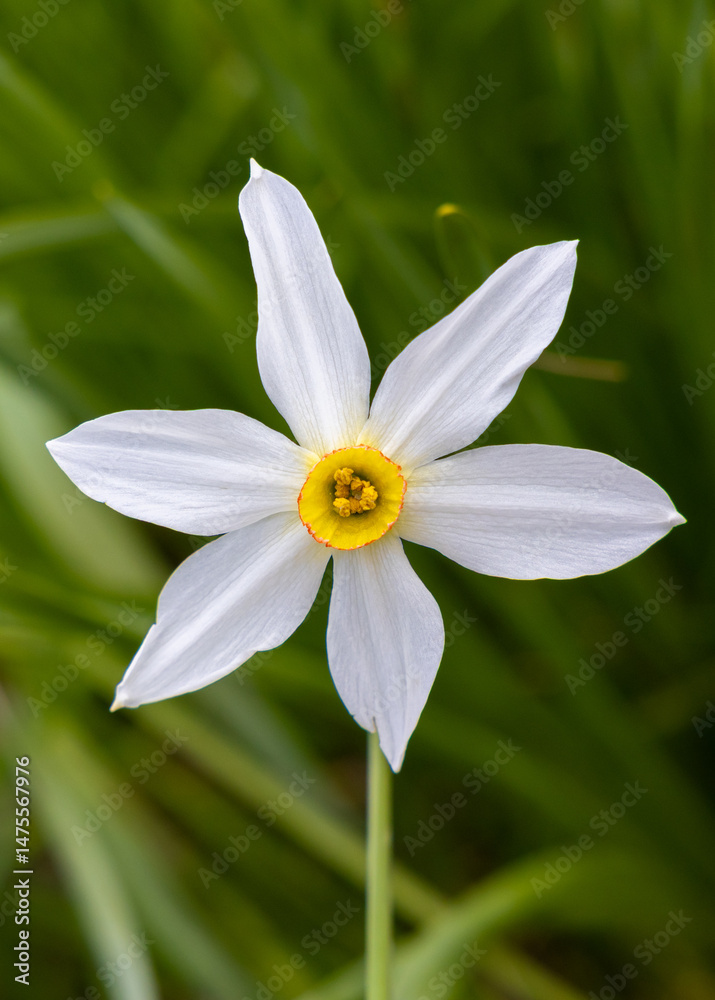 Obraz premium Close-up of a white Narcissus poeticus flower