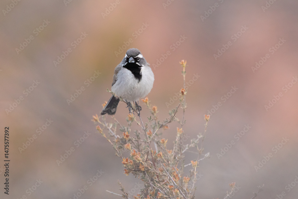 Naklejka premium A Black Throated Sparrow perches on the tip of a desert bush looking towards the left in soft early morning light in the desert of Southern Utah USA with out of focus desert colors in the background.