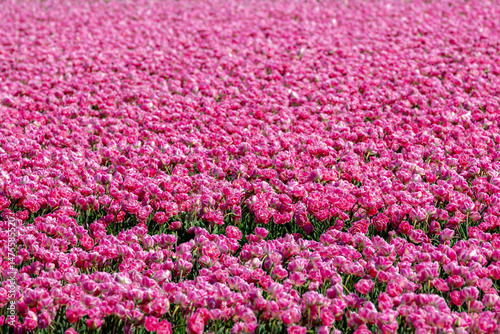 Selective focus of purple pink flower on fields in countryside farm, Tulips are plants of the genus Tulipa, Spring-blooming perennial herbaceous bulbiferous geophytes, Natural background, Netherlands.