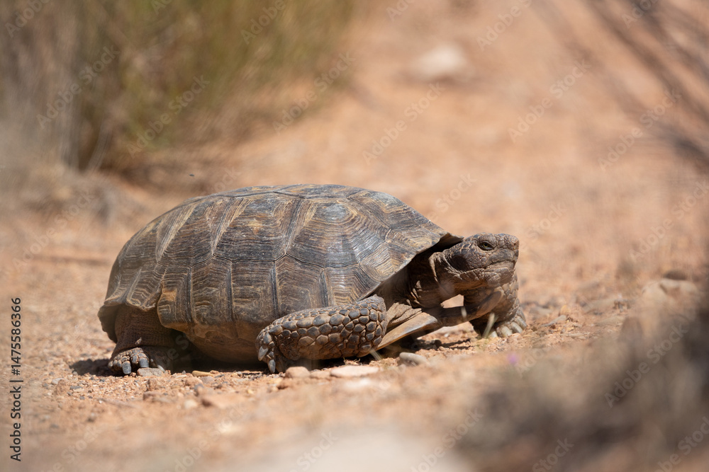A Mojave Desert Tortoise meanders through the arid desert landscape of Southern Utah USA on a sunny spring day with out of focus desert plants in the background and foreground. A Mojave Desert Tortoise meanders through the arid desert landscape of Southern Utah USA on a sunny spring day with out of focus desert plants in the background and foreground.