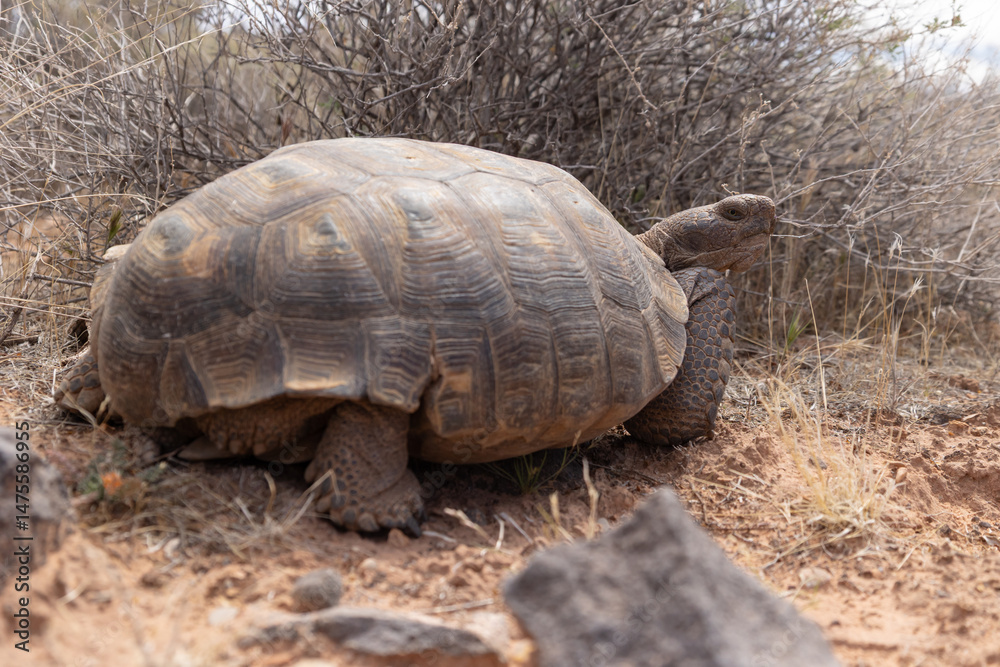 Fototapeta premium A Mojave Desert Tortoise looks over its shoulder at the camera as it ambles past on a sunny spring day in the desert of Southern Utah USA.