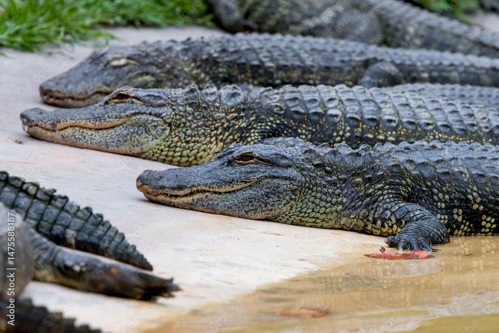 Naklejka premium Many young American alligators by the lake shore in Florida.