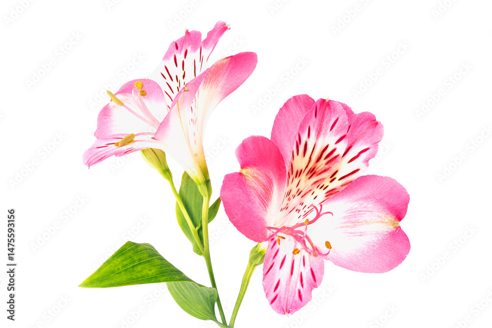 Fototapeta premium pink alstroemeria flower isolated on white background