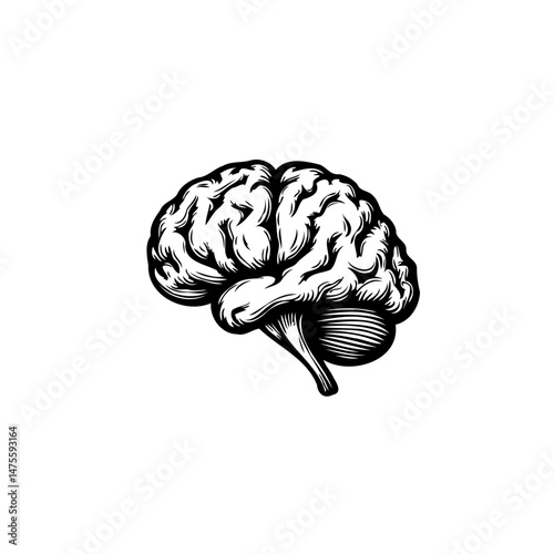 Detailed anatomical illustration showcasing a stylized human brain depiction
