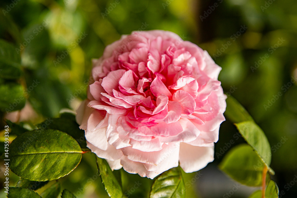 Lush pink rose close up Lush pink rose close up