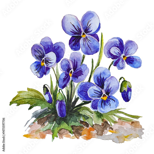 Watercolor purple violets on a white background