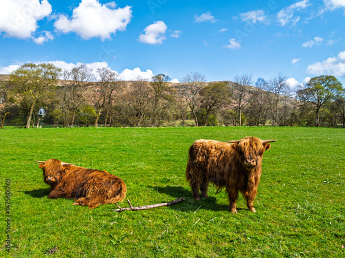 Highland Cattle from a drone, Scottish breed of rustic cattle, Highland, Scotland, UK photo
