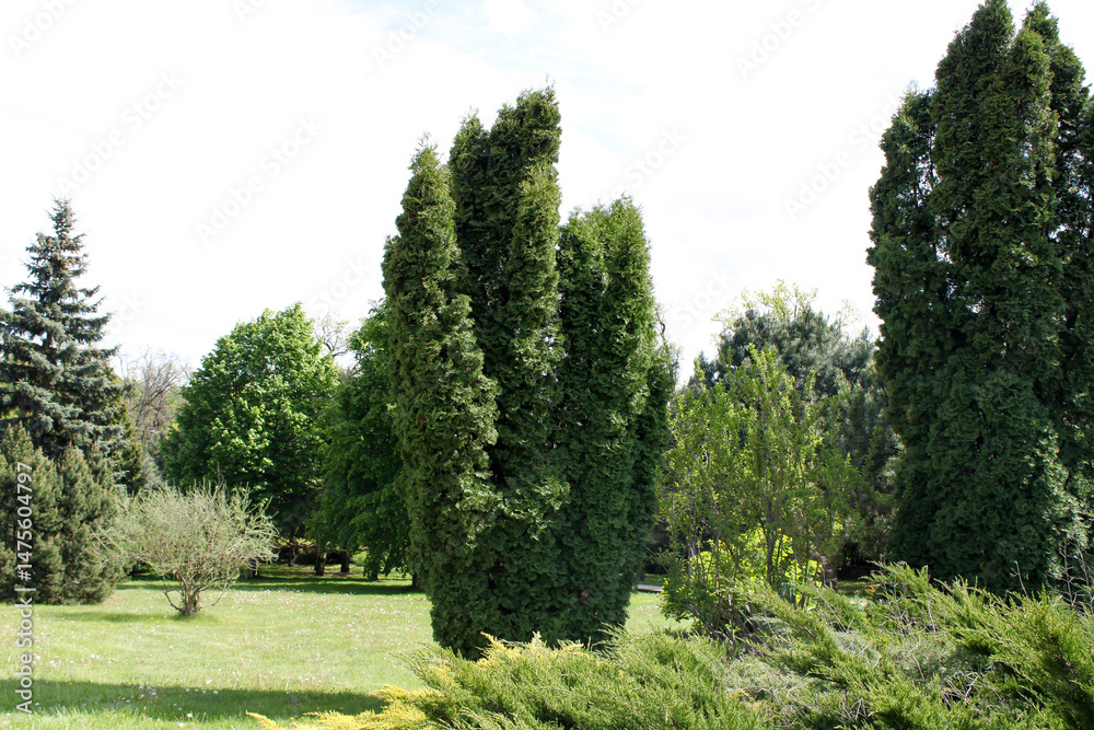 Obraz premium trees in the park