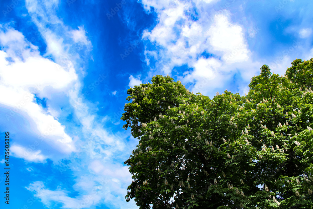 Obraz premium sky and trees