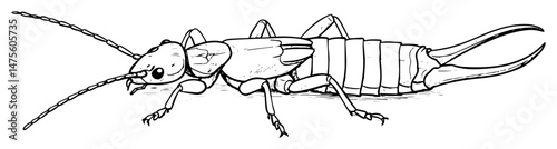 outline vector of earwig insect - detailed black and white illustration