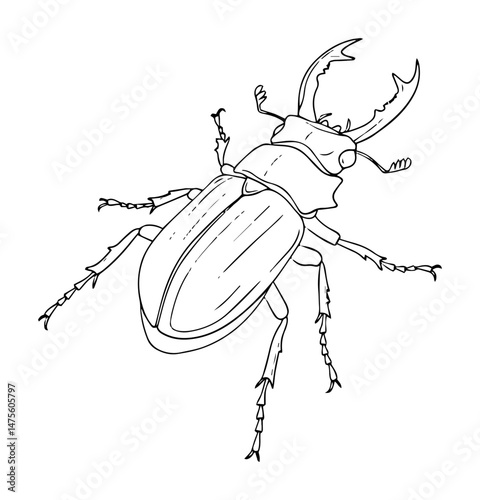 stag beetle insect vector in outline style - black and white entomology illustration
