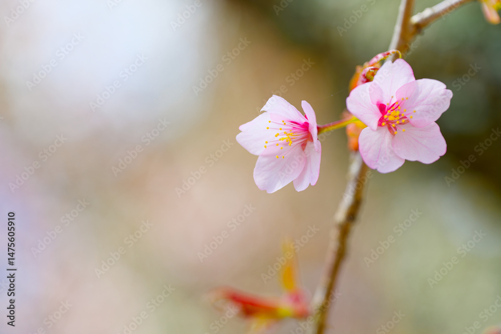 桜のアップ