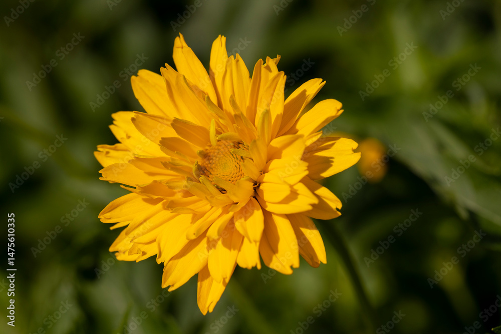Obraz premium flowers in spring, yellow flowers in sunny weather during flowering, closeup