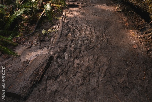 Canvas Print A cluster of overlapping footprints is embedded in a muddy forest trail