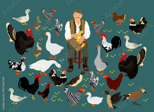 Balkan grandfather feeds poultry. Village farmer feeding goose, turkey, duck chicken. Hungry farm animal eat organic food. Vintage folklore dress old man Serbia villager shelling corn cob by hands.