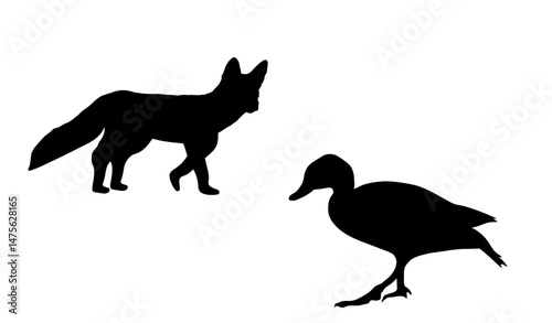 Cunning fox lurks prey duck vector silhouette illustration isolated. Smart animal predator attack ambush. Fox hunting drake from behind back. Farm chantry poultry in danger scary domestic bird shape.