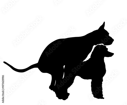 Dog couple in love vector silhouette illustration isolated. Great Dane mating with Poodle.