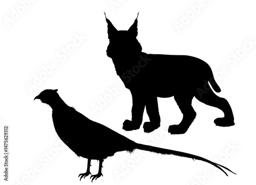 Cunning lynx hunter lurks a pheasant vector silhouette isolated. Smart animal predator. Hungry bobcat hunting pheasant cock behind back. Forest wildlife food chain chantry poultry danger. Wild cat.
