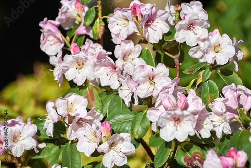 Close-up of Rhododendron vernicosum Franch. Flowers blooming in sunlight. White pink flowers of Azalea lucida with bright green leaves