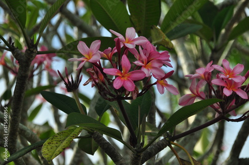 Cluster of pink frangipani flowers blooming on a tree branch in natural daylight.