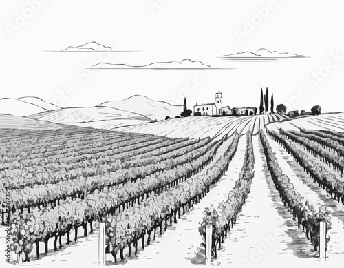 Line Art Vineyard Landscape