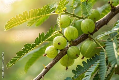 Indian Gooseberry (Amla) Tree Branch with Fruits