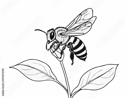 Detailed Line Drawing of a Bee on a Flower