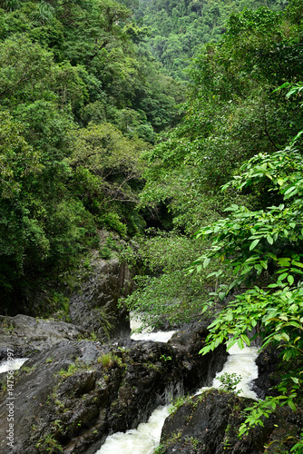 Bushwalking through dense rainforest near Cairns, Far North Queensland, Australia