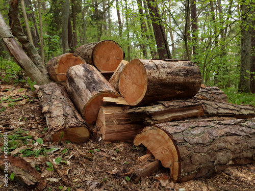 Close up of woodpile - stack from sawed pine tree trunks log for timber or firewood among forest at spring day. With no people springtime woodland landscape. photo