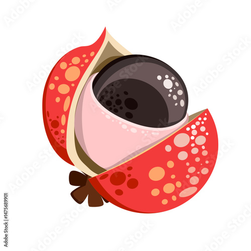 Guarana is climbing plant vector illustrations 