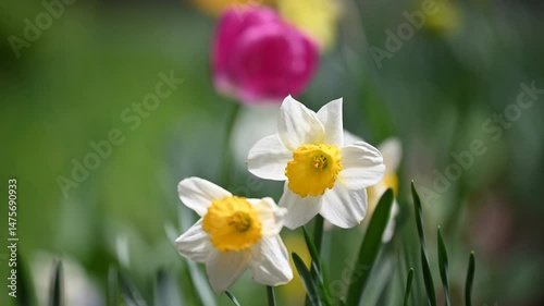 Close up of daffodils in a spring garden, swaying in the breeze, with with pink and yellow tulips out of focus in the background