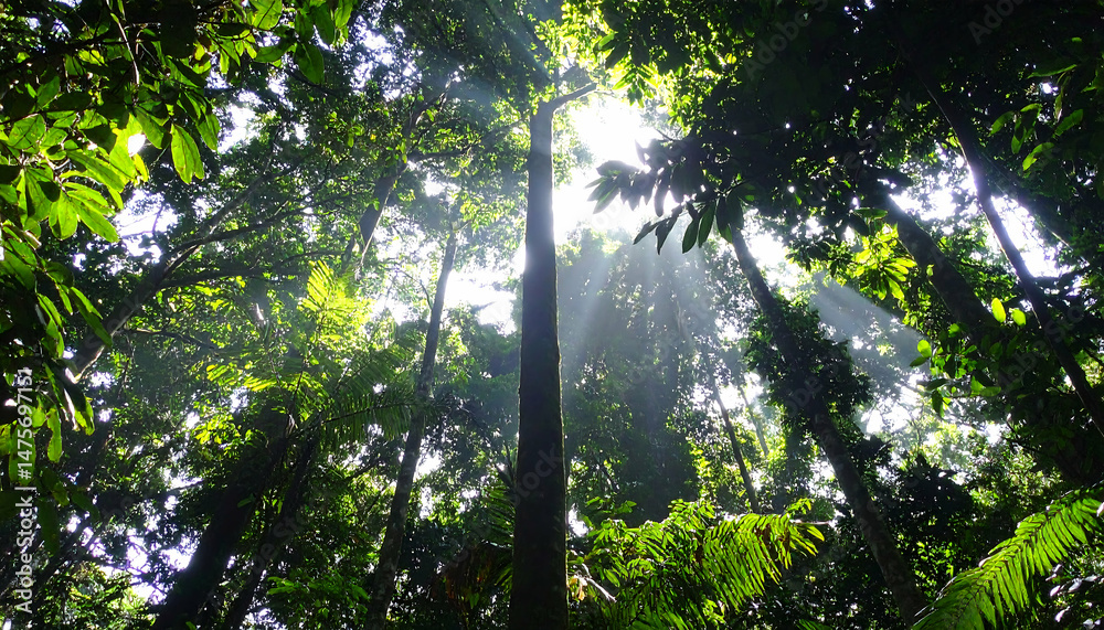 Fototapeta premium Sunbeams Through Lush Rainforest Canopy: Breathtaking Nature Photography