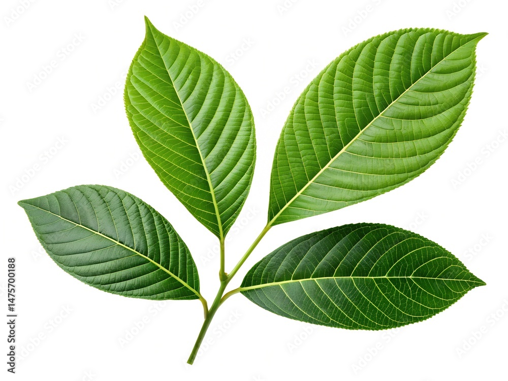 Fototapeta premium Green leaves isolated on a white background. A leafy green leaf with a stem. The leaf is the main focus of the image.