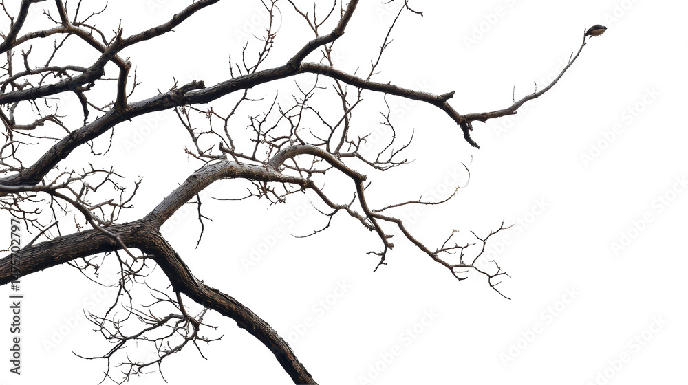 Obraz premium Tree Branch Silhouette on Transparent Background Natural Texture