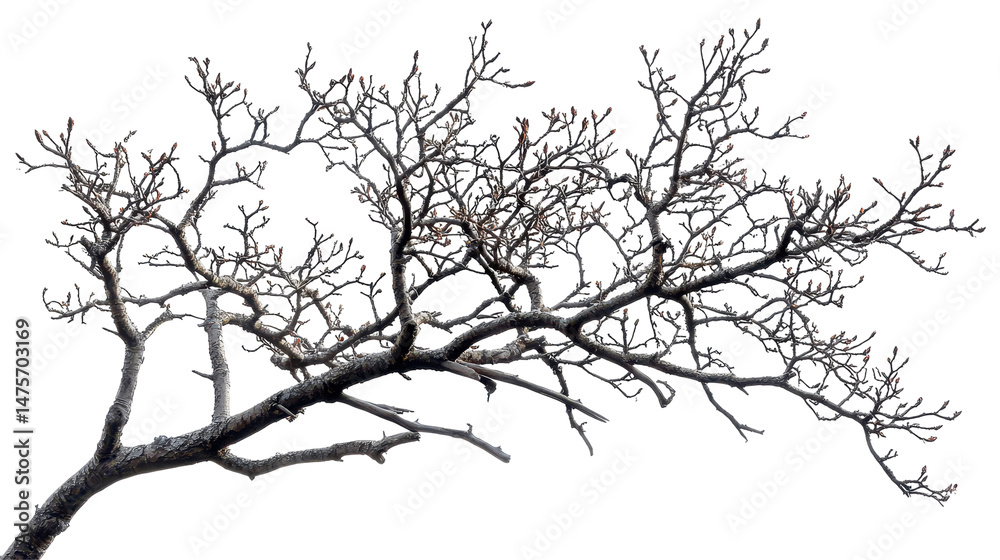 Obraz premium Tree Branch Silhouette with Emerging Buds isolated on transparent png