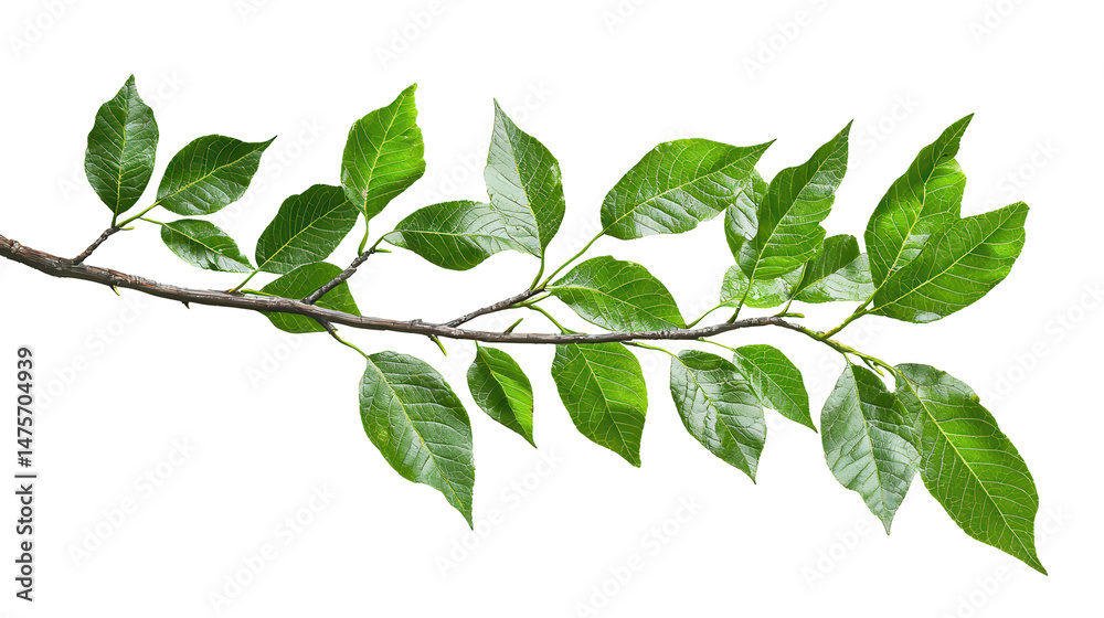 Fototapeta premium Green Leaves on a Branch Fresh Spring Foliage Isolated on Black