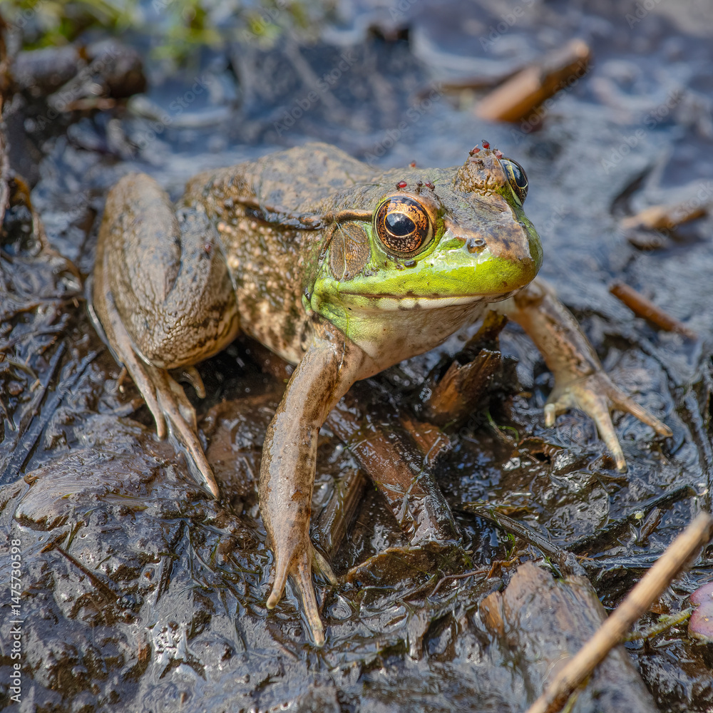 Fototapeta premium Northern Green Frog (with biting flies), Washburn Memorial Park, Massachusetts