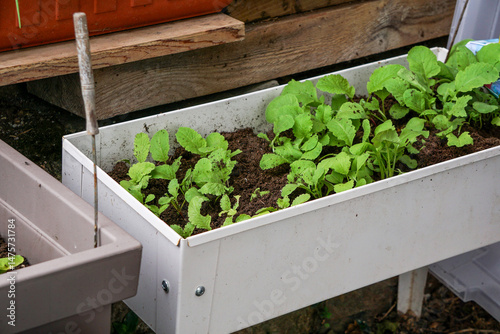 Young lettuce seedlings growing in soil. Close-up of fresh green salad sprouts in garden bed, symbol of organic farming and healthy eating.