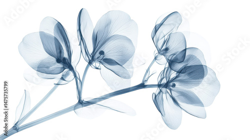Blooming Flowers X-Ray, Floral Anatomy on Transparent Background
