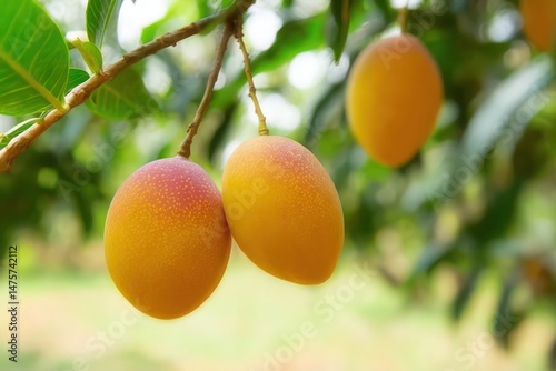 ripe juicy marian plum or plum mango fruit tree in tropical agriculture garden