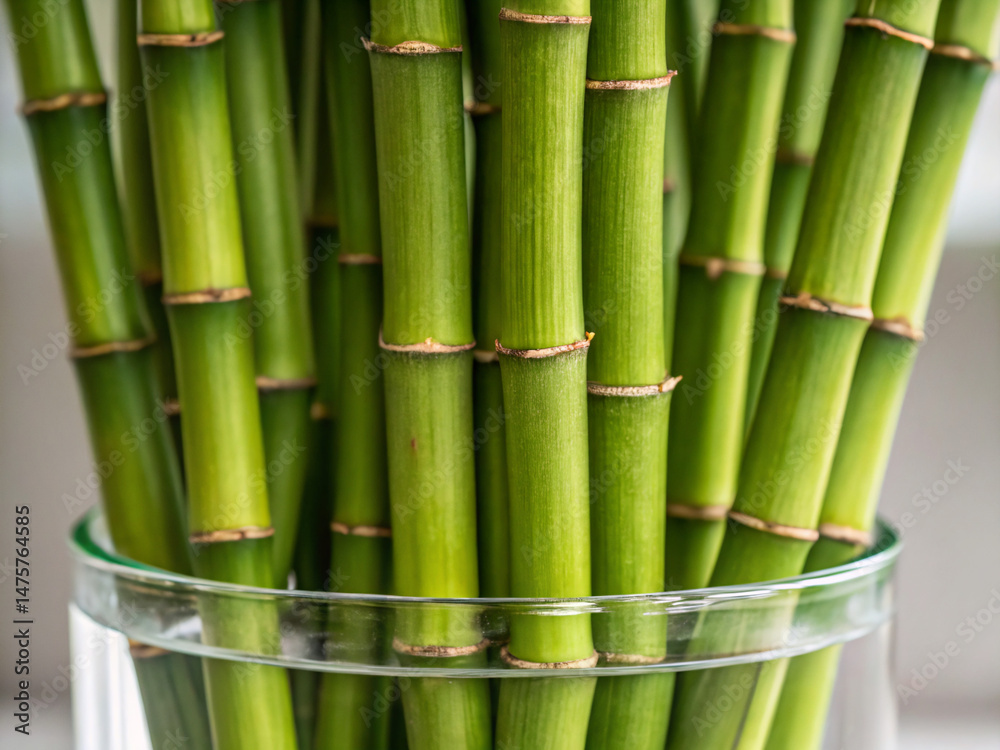 green bamboo background. bamboo, nature, plant, forest, tree, texture, pattern, asia, zen, tropical, garden, jungle, stem, abstract, japanese, wall, growth, wood, japan, stalk, natural, green, branch, green bamboo background. bamboo, nature, plant, forest, tree, texture, pattern, asia, zen, tropical, garden, jungle, stem, abstract, japanese, wall, growth, wood, japan, stalk, natural, green, branch,